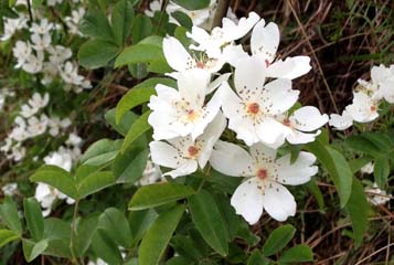 xc体育|阿里携手飞利浦发布智能音箱抢占智能家居入口(图2) xc sports