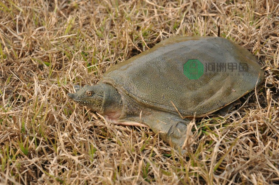 【xc体育】天津肛肠医院讲解：痔疮不及时治疗会引起别的什么病吗？